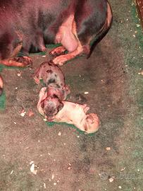 Bassotto nano cuccioli