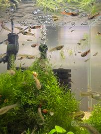 Endler Black bar