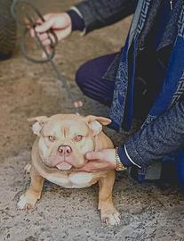 American bully pocket