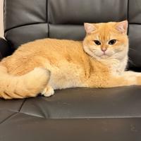 Maschio British Shorthair per accopiamento,monta