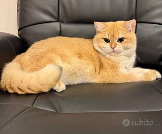 Maschio British Shorthair per accopiamento,monta