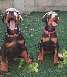 Dobermann