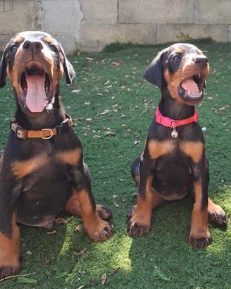 Dobermann