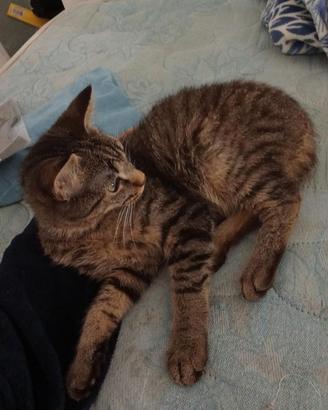 Gattina femmina