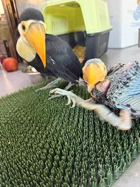 Baby Tucano Toco