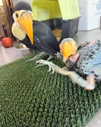Baby Tucano Toco
