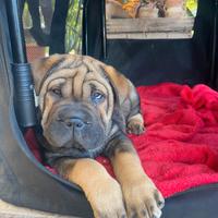 Cucciola Shar pei