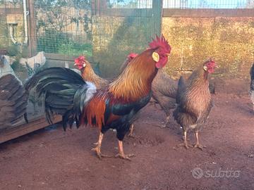 Livornesi collo d'oro e bresse