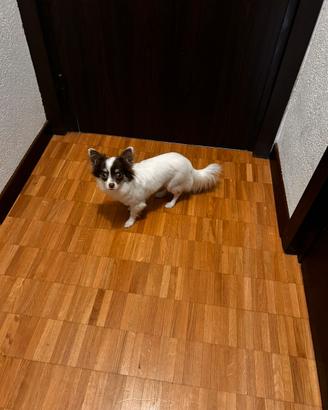 Splendida Chiuwawa mini toy