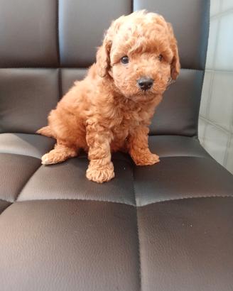 Barboncino albicocca toy femmina 4 mesi