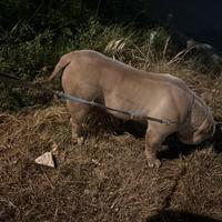 American bully femmina Pocket