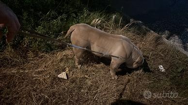 American bully femmina Pocket