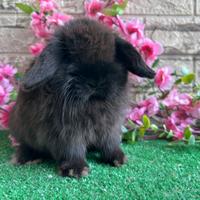 Coniglio nano minilop dark sable