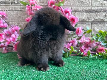 Coniglio nano minilop dark sable