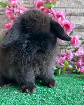 Coniglio nano minilop dark sable