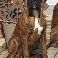 Boxer altissima genealogia