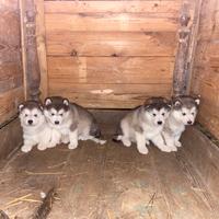 Alaskan Malamute