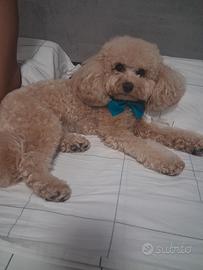 Disponibile x monta