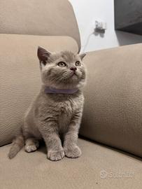 British/Scottish shorthair straight