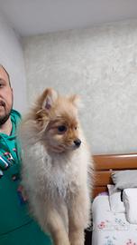 Cuccioli di Pomerania