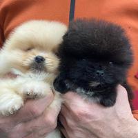 Spitz tedesco nano Pomerania