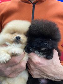 Spitz tedesco nano Pomerania