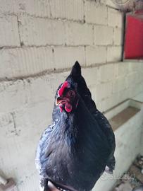 Gallina