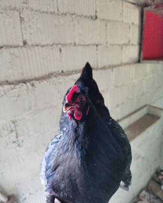 Gallina
