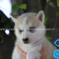 Cuccioli di Siberian Husky