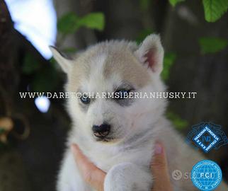 Cuccioli di Siberian Husky