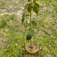  piante  avocado 