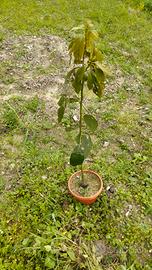  piante  avocado 