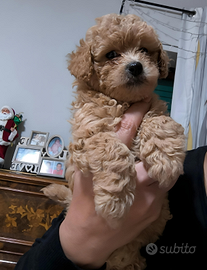 Barboncino toy femmina albicocca