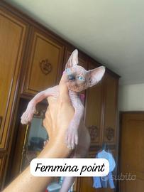 Gattini Sphynx