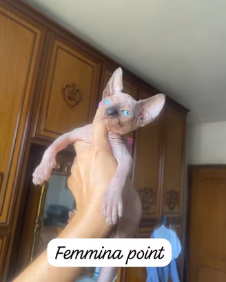 Gattini Sphynx