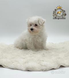 Dolcissimi cuccioli Maltese