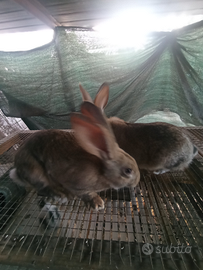 Giganti delle fiandre