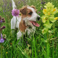 Jack russel per accoppiamento