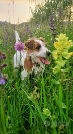 Jack russel per accoppiamento