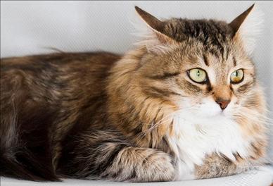 Disponibili due gattini di Siberiano ipo Alergenic