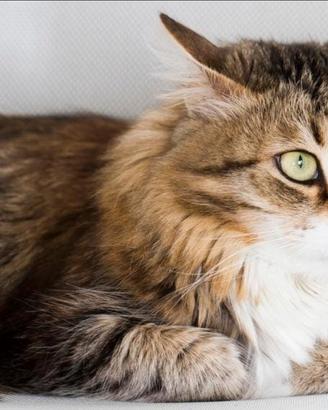 Disponibili due gattini di Siberiano ipo Alergenic
