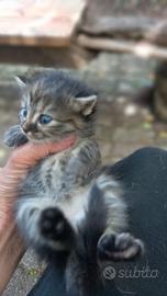 Gattini persiani pelo lungo o europeani pelo cort