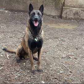 Pastore belga malinois