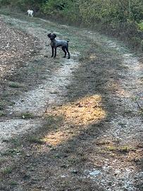 Lagotto da tartufo