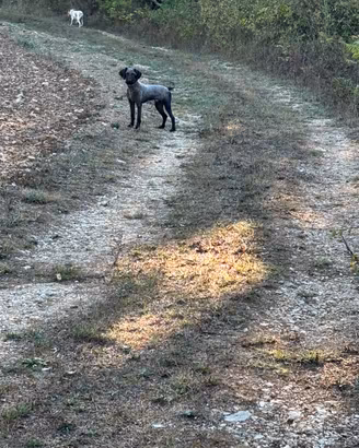 Lagotto da tartufo