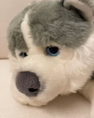 peluche Husky siberiano cucciolo, come nuovo 