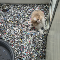 Spitz Pomerania Mini Toy bianco ultima femmina