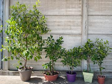 Piante di Ficus Microcarpa