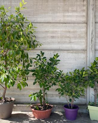 Piante di Ficus Microcarpa