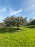 terreno-con-rudere